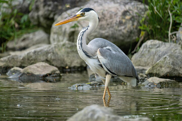 grey heron (Ardea cinerea) hunting for food on the shore of the Ijsselmeer in the Netherlands
