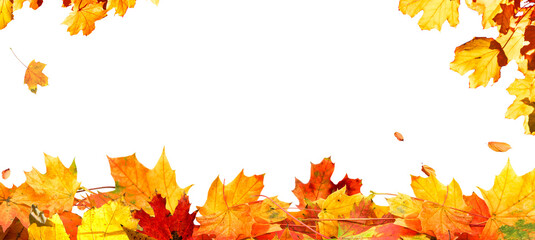 frame of colorful autumn leaves isolated on transparent background