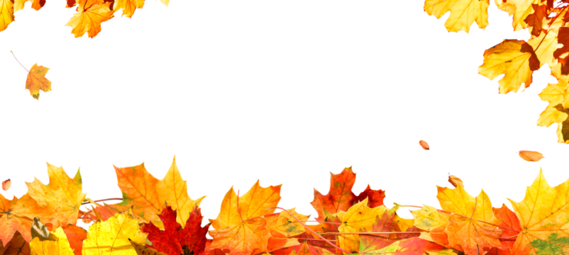 frame of colorful autumn leaves isolated on transparent background