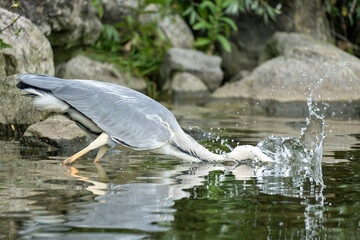 grey heron (Ardea cinerea) hunting for food on the shore of the Ijsselmeer in the Netherlands