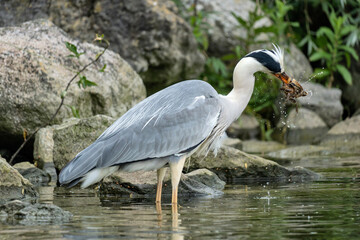 grey heron (Ardea cinerea) with captured crab on the shore of the Ijsselmeer in the Netherlands