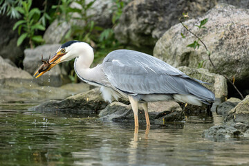 Fototapeta premium grey heron (Ardea cinerea) with captured crab on the shore of the Ijsselmeer in the Netherlands