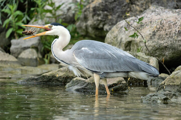 grey heron (Ardea cinerea) with captured crab on the shore of the Ijsselmeer in the Netherlands