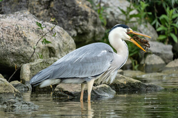 grey heron (Ardea cinerea) with captured crab on the shore of the Ijsselmeer in the Netherlands