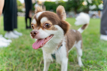 The Chihuahua is happily strolling through the grass, radiating joy and excitement. This tiny dog, full of personality, enjoys the outdoors with its playful nature and active spirit