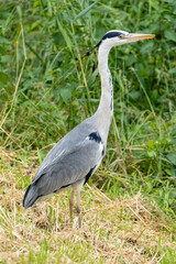 grey heron (Ardea cinerea) in the Netherlands