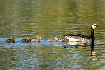 Canada goose (Branta canadensis) with chicks on water