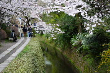 京都 哲学の道の桜