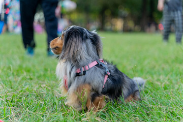 Cute dachshund enjoys happy weekend with owner