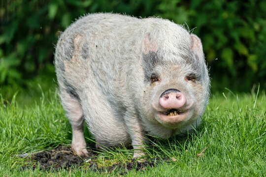 minipig grazing on lush meadow