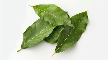 Fototapeta premium Close-up of three green leaves placed on a white background, great for designs and illustrations