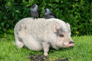 two western jackdaws sitting on minipig