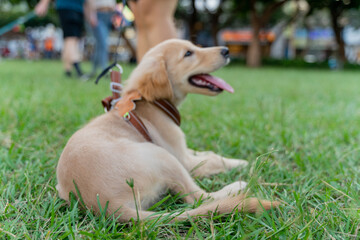 The cute golden retriever and its owner took advantage of the weekend to play on the grass