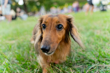 Cute dachshund enjoys happy weekend with owner