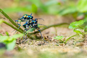 ハンミョウの交尾
