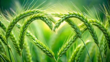 Vibrant green wheat forms a delicate heart shaped weave on a lush green background, symbolizing love and nature's harmony.