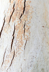 Eucalyptus tree bark texture, Bark of eucalyptus tree, seamless texture, a eucalyptus tree bark texture background image