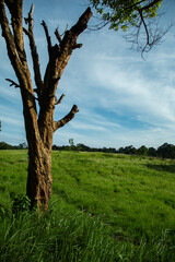 dry branches of dead trees Around the hill There is a green field.