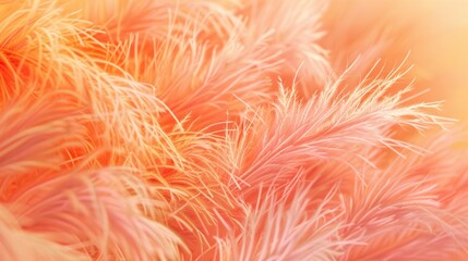 A detailed view of a collection of soft and fluffy feathers
