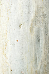 Eucalyptus tree bark texture, Bark of eucalyptus tree, seamless texture, a eucalyptus tree bark texture background image
