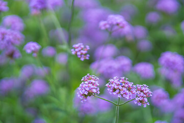 Blurred background, purple inflorescence of lavender buds, flower field