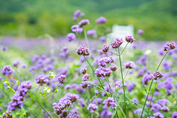 Blurred background, purple inflorescence of lavender buds, flower field