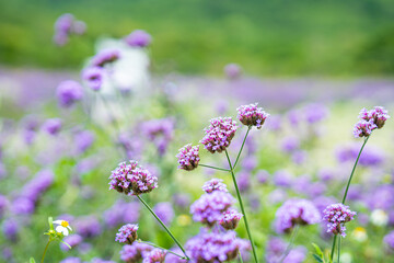 Blurred background, purple inflorescence of lavender buds, flower field