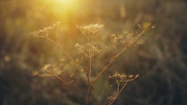 Evening autumn nature background, beautiful meadow dandelion flowers in field on orange sunset. vintage filter effect, selective focus point, shallow depth of field