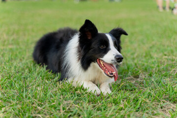 Playful border collie follows owner to the meadow for a pleasant weekend afternoon