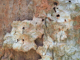 Fresh bark has a natural pattern.