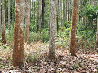  Dipterocarpus alatus roxb tree planting plot
