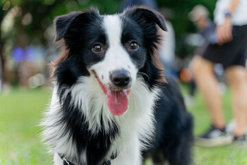 Playful border collie follows owner to the meadow for a pleasant weekend afternoon