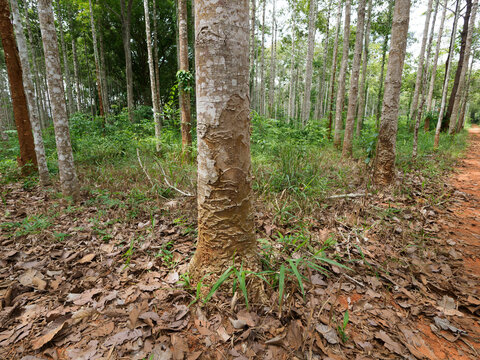  Dipterocarpus alatus roxb tree planting plot
