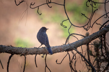 blue whistling thrush or Myophonus caeruleus in Binsar in Uttarakhand, India