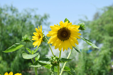 Closeup of a sunflower growing in a field of sunflowers during a nice sunny summer day, Sunflower natural background. flower blooming, Beautiful field of blooming sunflowers, Chakwal, Punjab, Pakistan