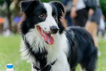 Playful border collie follows owner to the meadow for a pleasant weekend afternoon