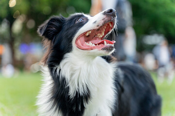 Playful border collie follows owner to the meadow for a pleasant weekend afternoon
