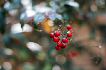 red berries on a tree