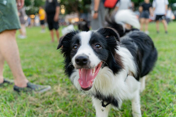 Playful border collie follows owner to the meadow for a pleasant weekend afternoon