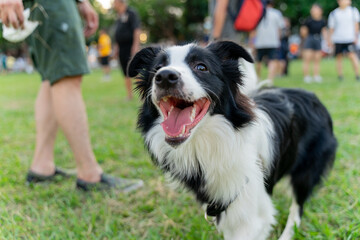 Playful border collie follows owner to the meadow for a pleasant weekend afternoon
