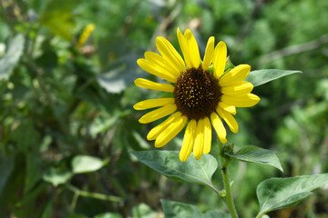 Closeup of a sunflower growing in a field of sunflowers during a nice sunny summer day, Sunflower natural background. flower blooming, Beautiful field of blooming sunflowers, Chakwal, Punjab, Pakistan