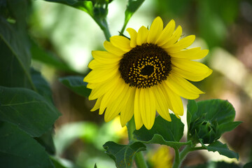 Closeup of a sunflower growing in a field of sunflowers during a nice sunny summer day, Sunflower natural background. flower blooming, Beautiful field of blooming sunflowers, Chakwal, Punjab, Pakistan