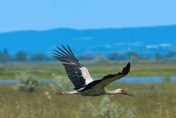 stork in flight, Lange Lacke, Burgenland, Austria, May 2024