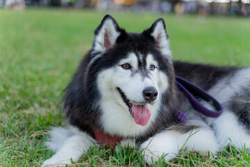 The Siberian Husky is happily walking through the grass, showcasing its playful and energetic nature. With its signature thick fur and bright blue eyes, this stunning dog exudes joy