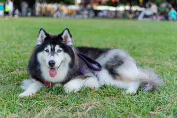The Siberian Husky is happily walking through the grass, showcasing its playful and energetic nature. With its signature thick fur and bright blue eyes, this stunning dog exudes joy