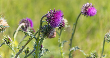 bee on thistle, Lange Lacke, Burgenland, Austria, May 2024