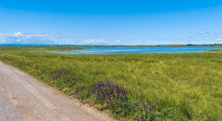 Obraz premium path to the lake, Lange Lacke, Burgenland, Austria, May 2024