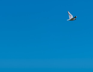 blue sky with bird, Lange Lacke, Burgenland, Austria, May 2024