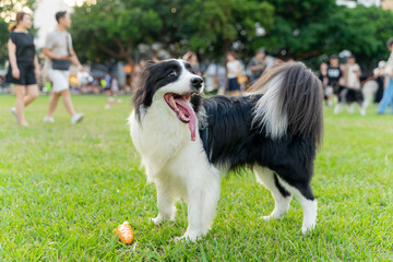 Playful border collie follows owner to the meadow for a pleasant weekend afternoon