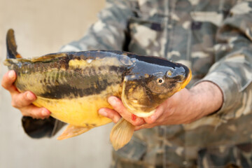 Obraz premium Man holding large carp fish with both hands, successful catch, fishing achievement. Proud fisherman displaying his large carp catch, hands gripping firmly, outdoor adventure